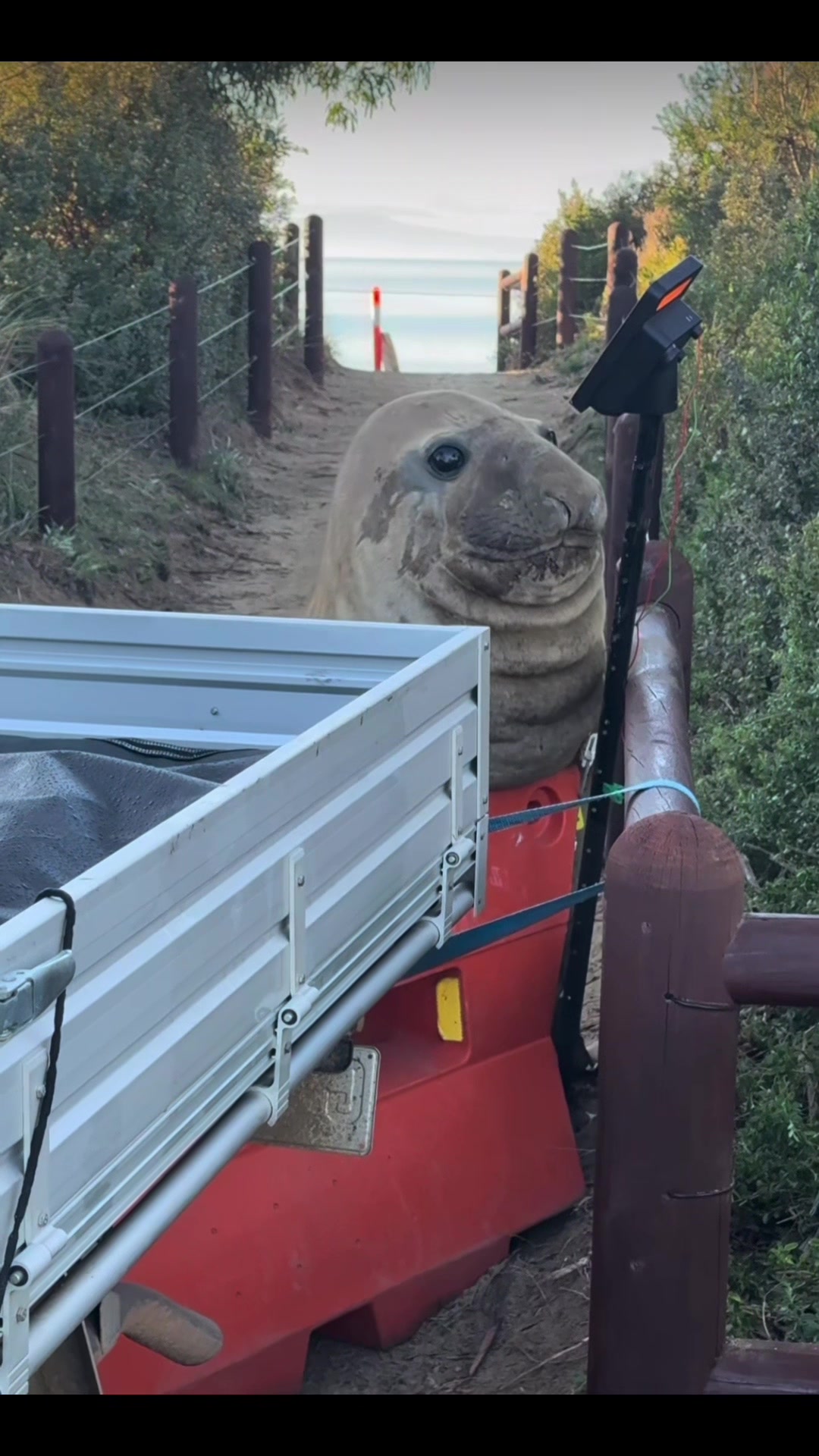 @Neil the Seal 🦭