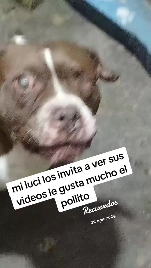 @rescate de perros guapos 😚