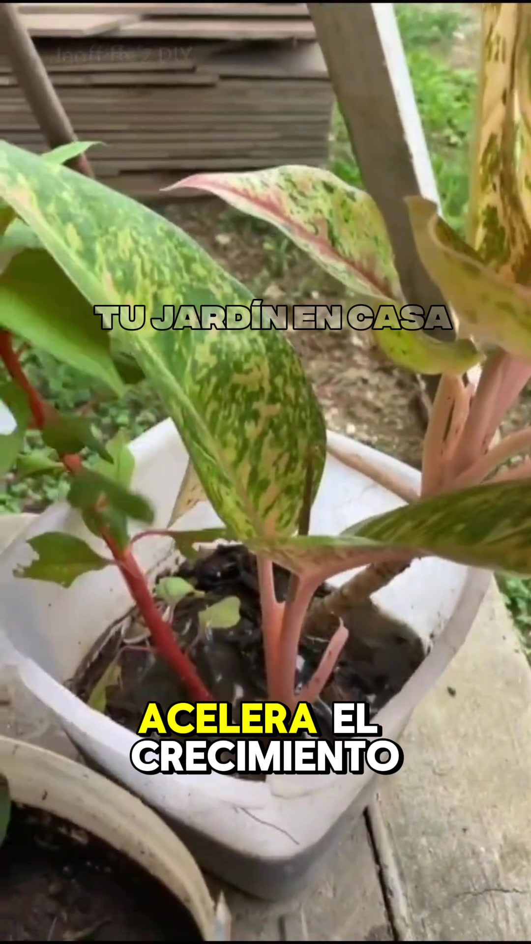 @Tu jard&iacute;n en casa