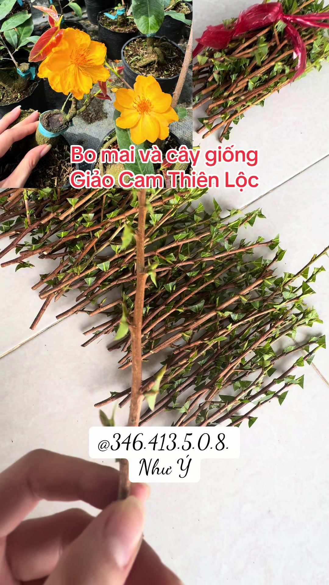 @Như Ý