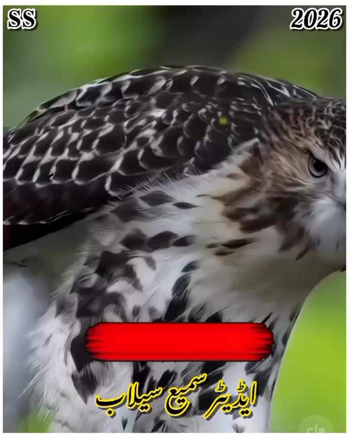 @꧁༺𝐬𝐚𝐦𝐢 𝐬𝐞𝐥𝐚𝐛༻꧂