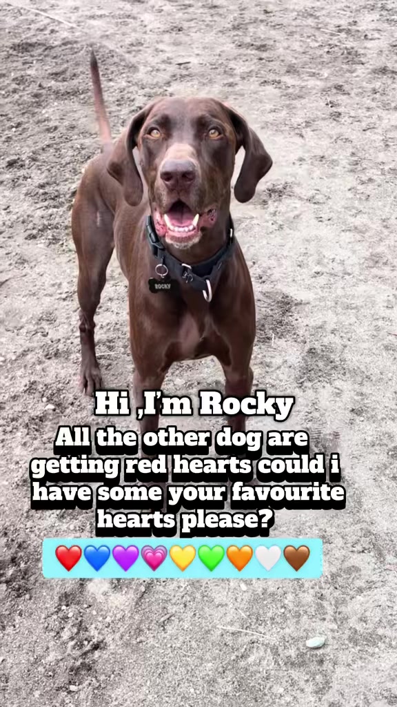 @Rocky_and_mom 🐾❤️🐶