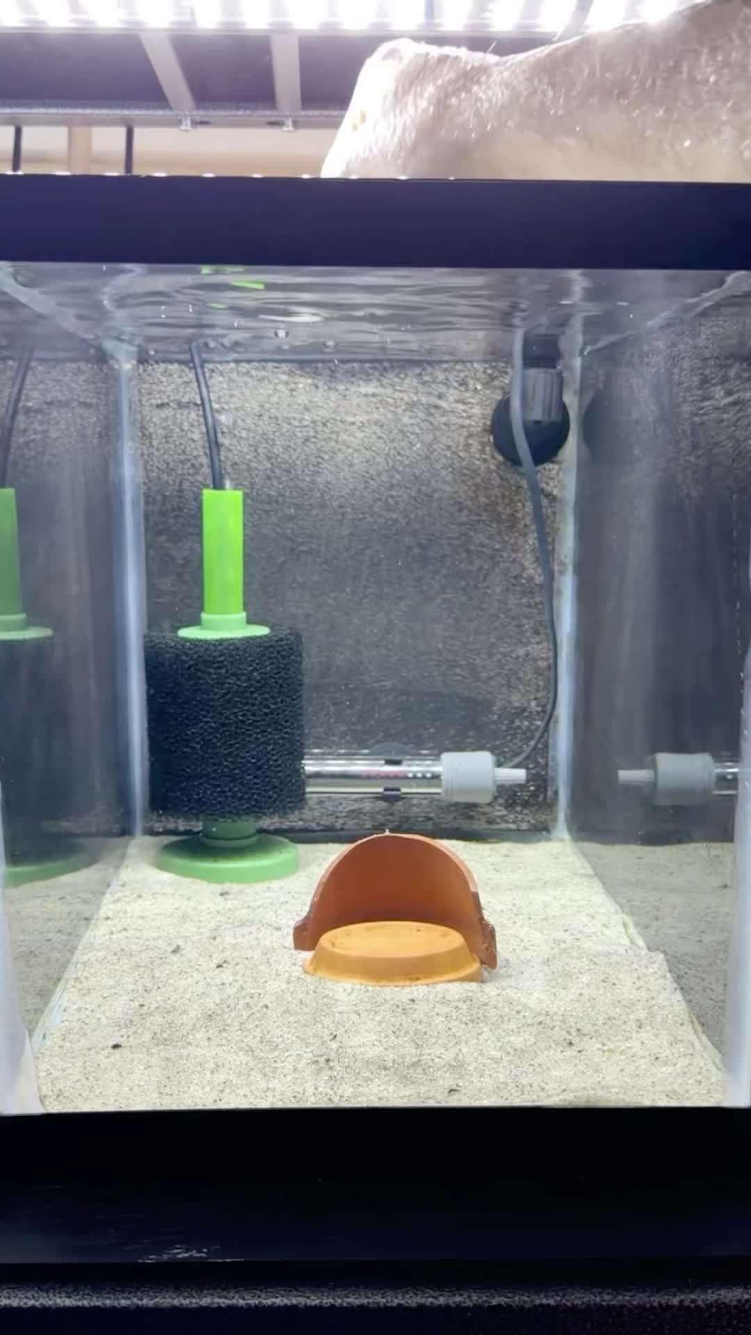 @Daku Aquatics