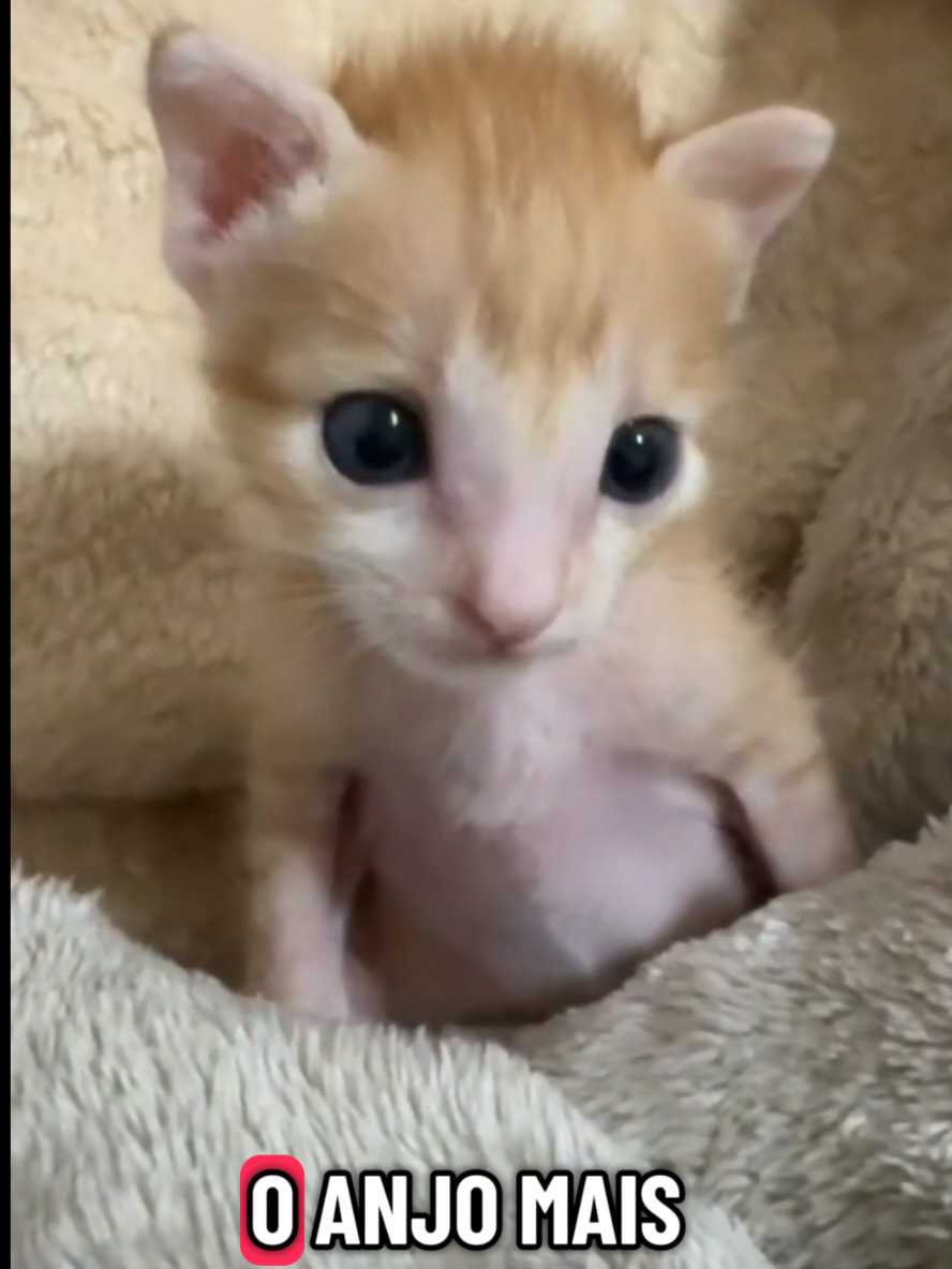 @Gatosetravessuras@10