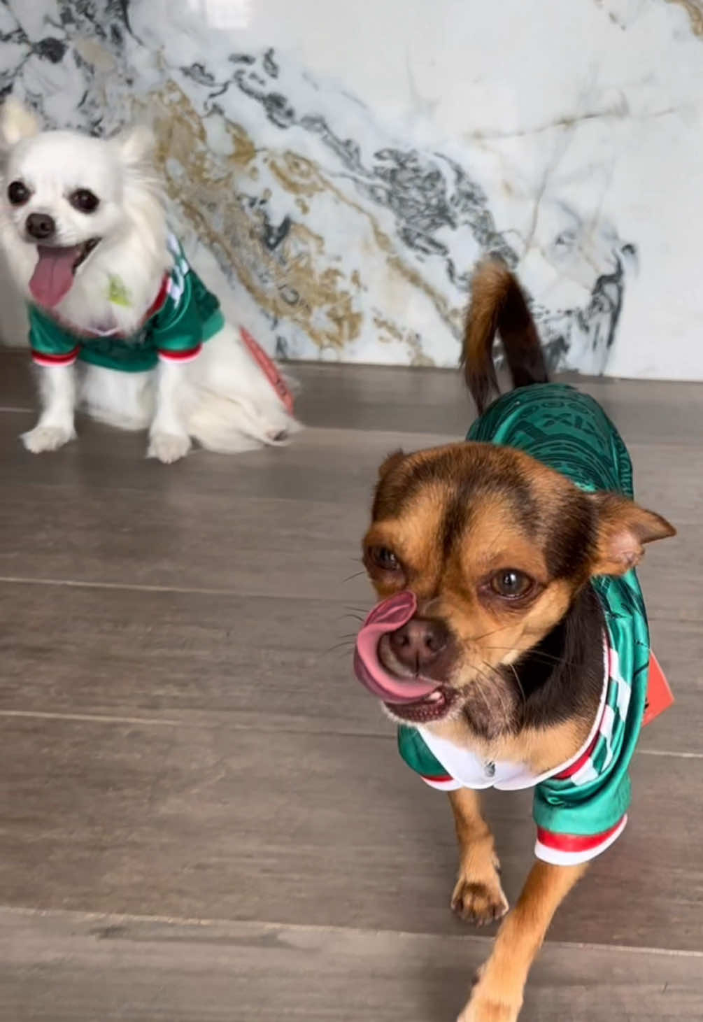 @HeyCosmopaws!