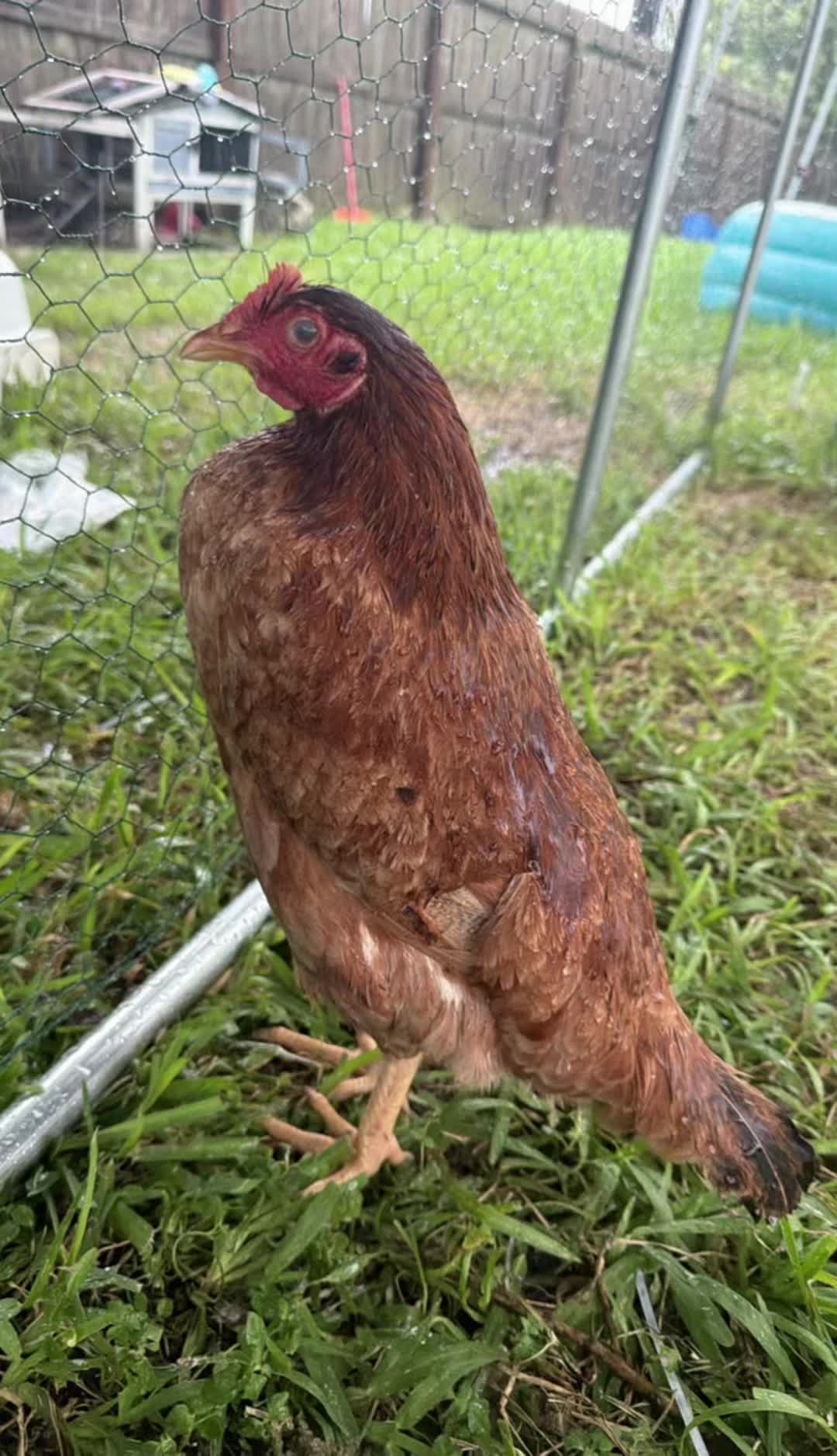 @Add chickens flyng ef5 tornado