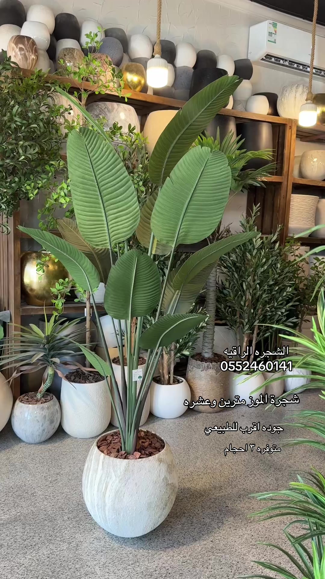@الشجره الراقيه(زهور المملكه)🌴