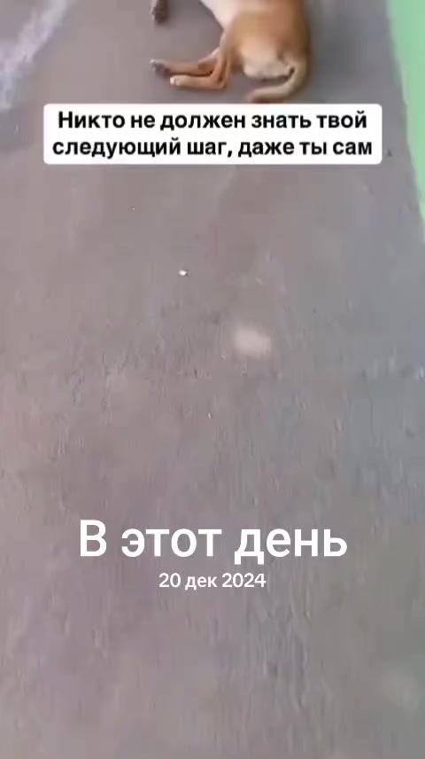 @Wyshion@