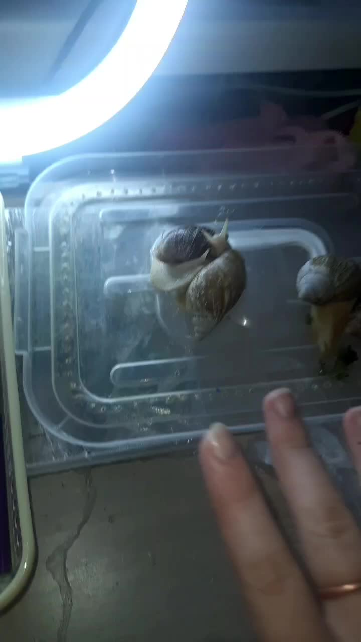 @Улиточки🐌💗