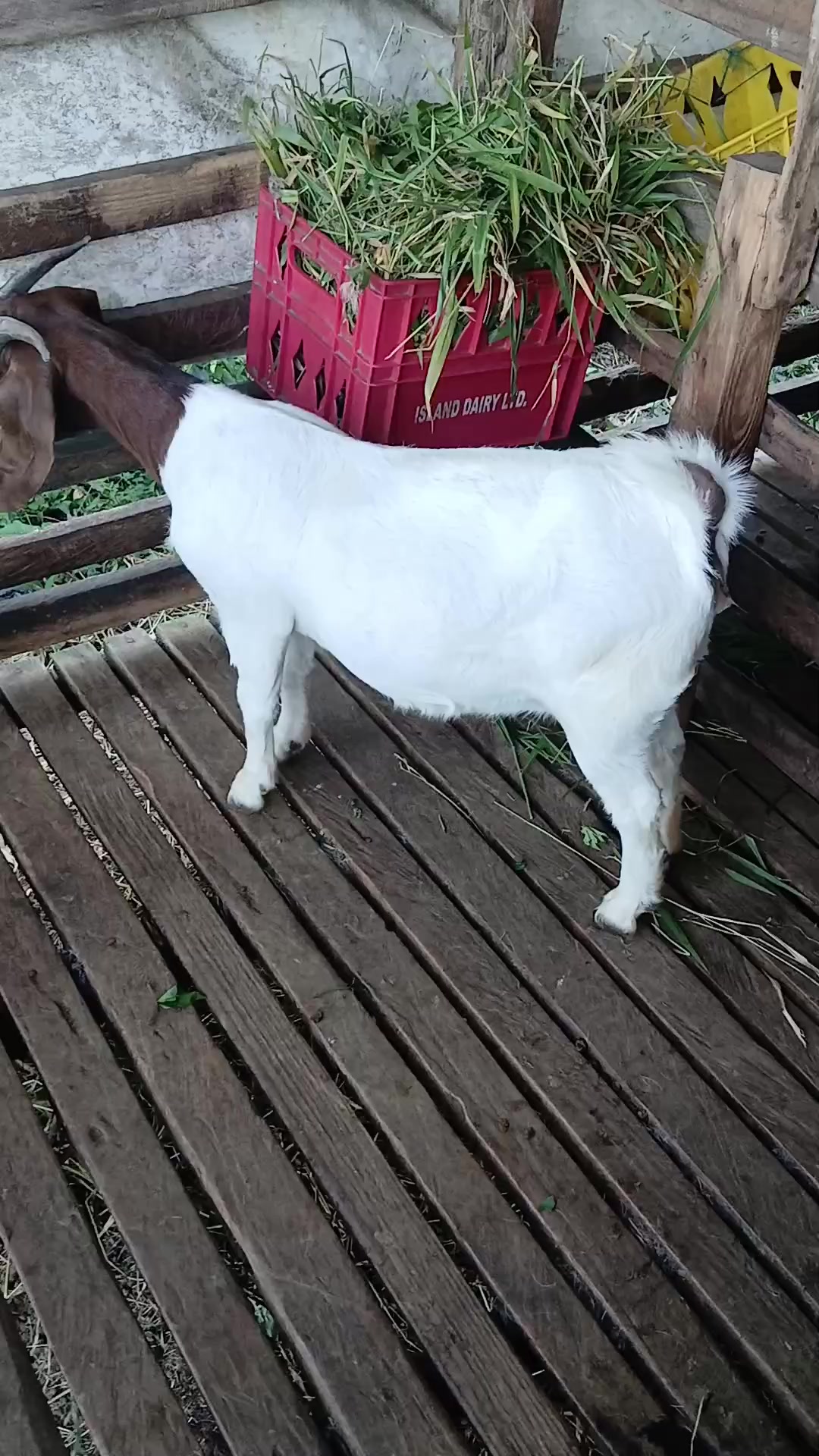 @Hillside farms 🐐