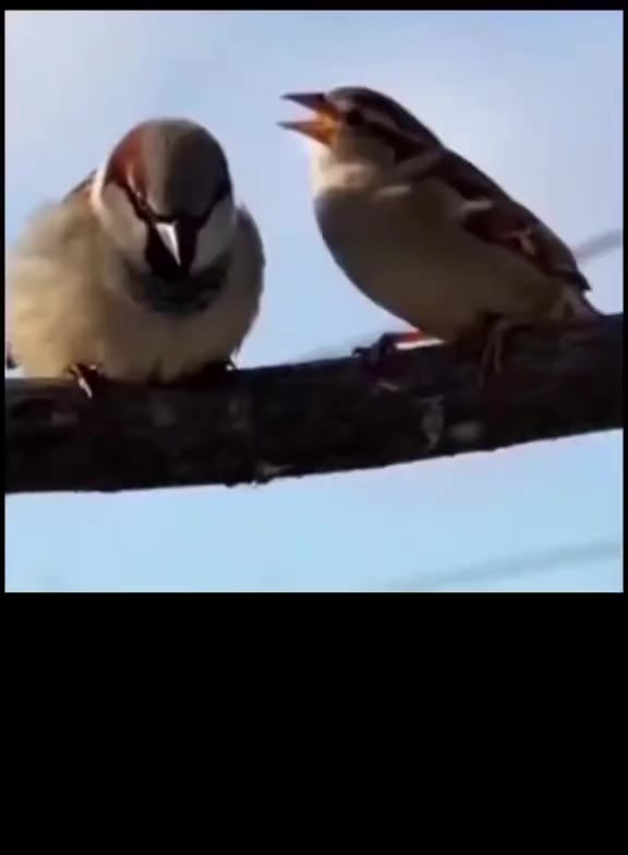 @Kömür Gözlüm