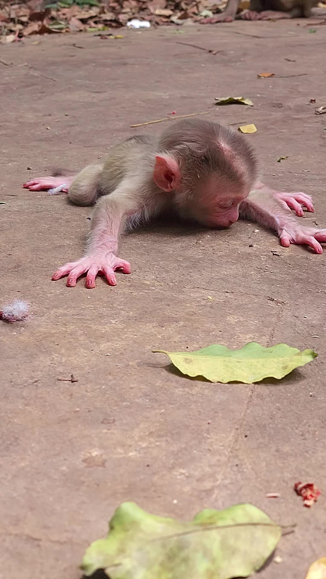 @Monkey Cambodia