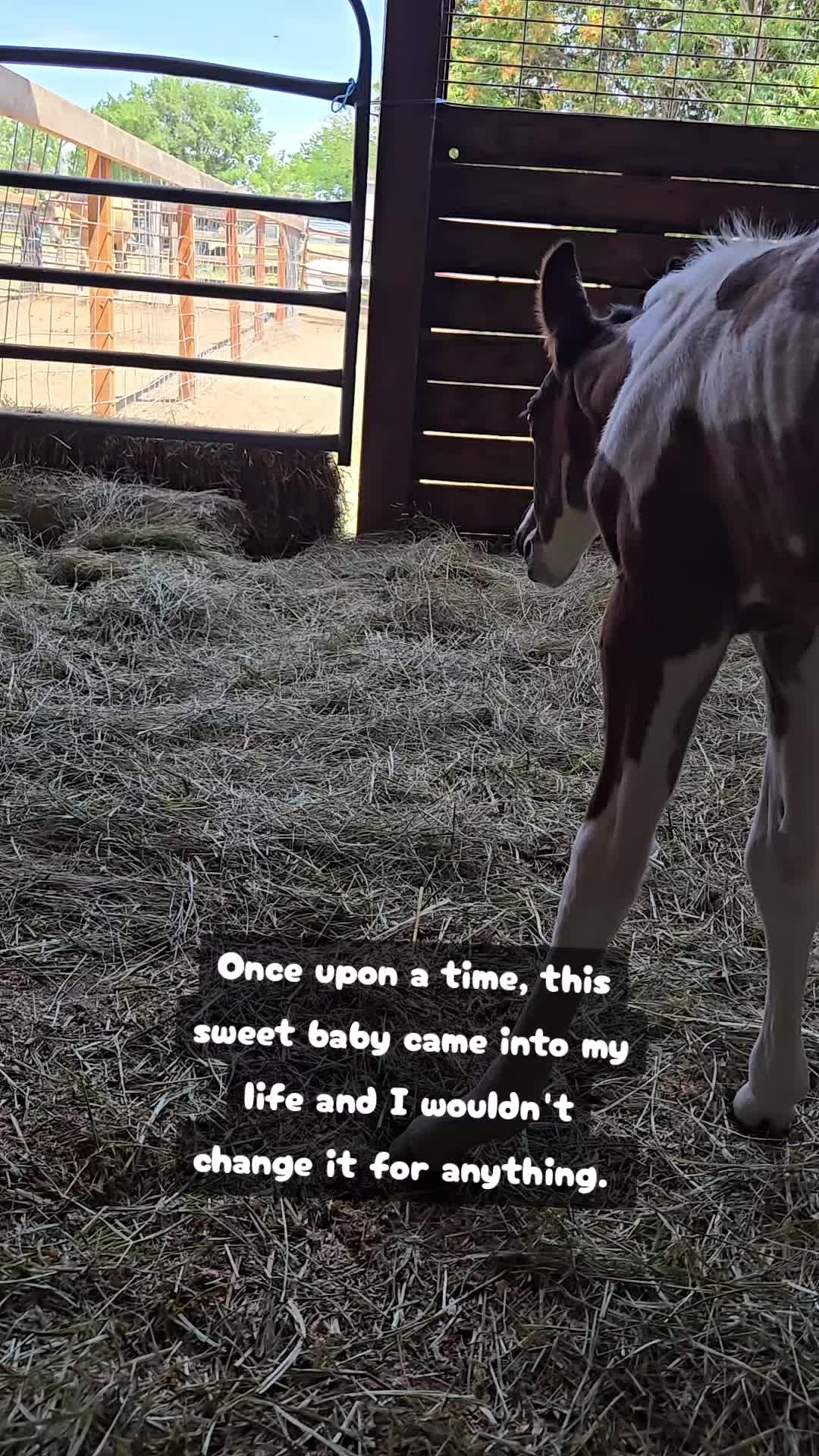 @Cowgirl Tuff Colt Training ❤️
