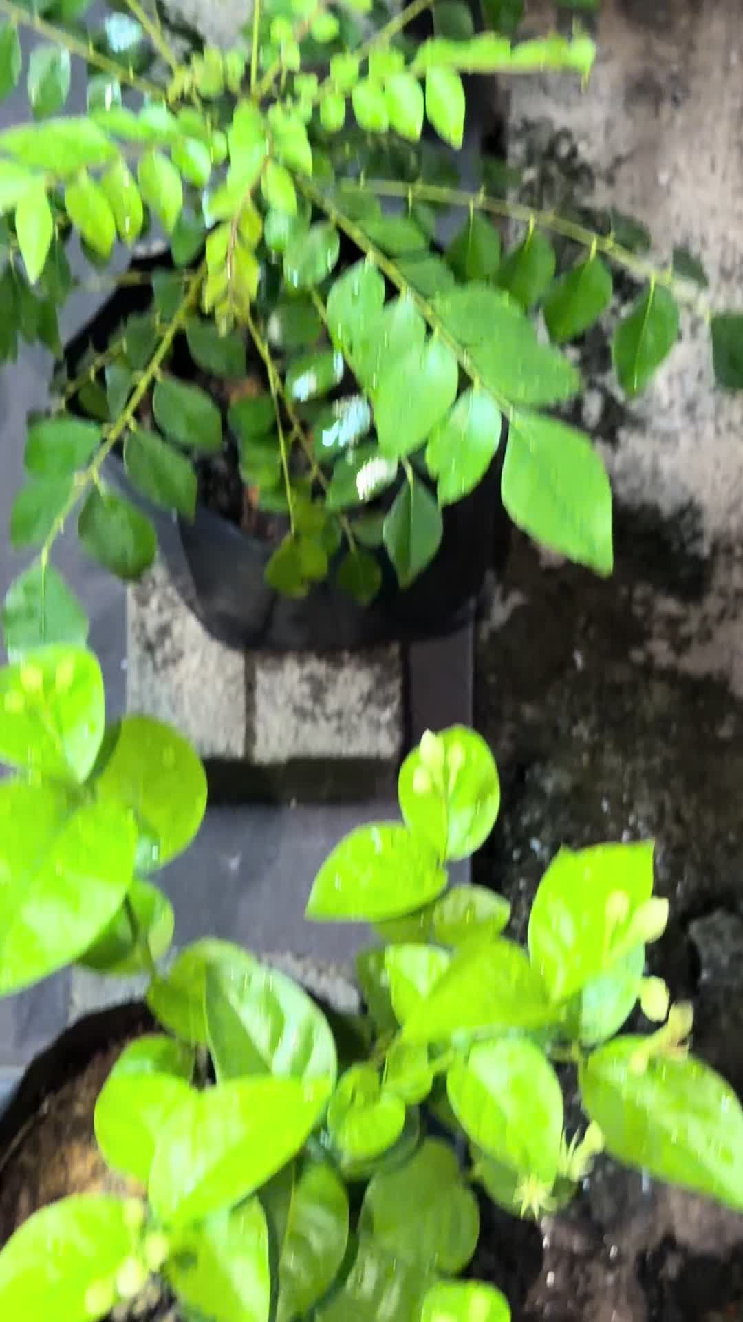 @Nithiya💛💎🧿