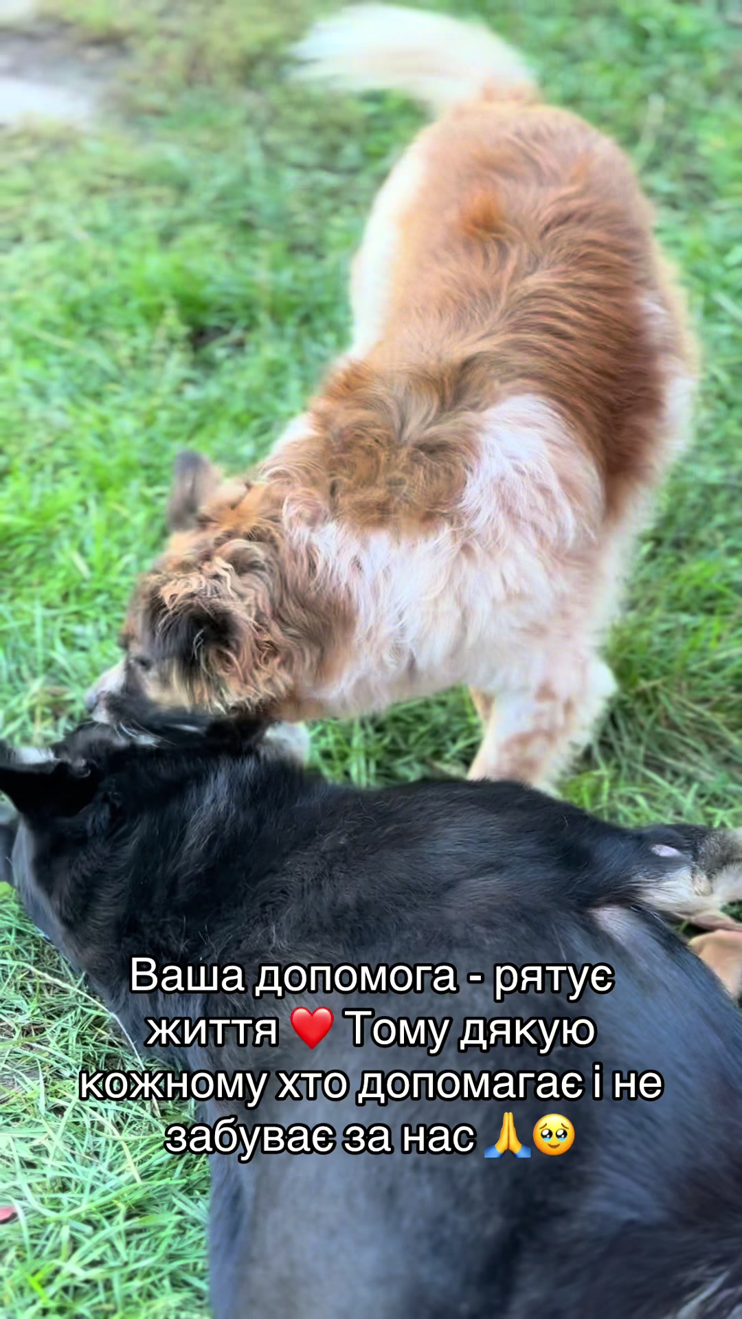 @tanya.help.animal