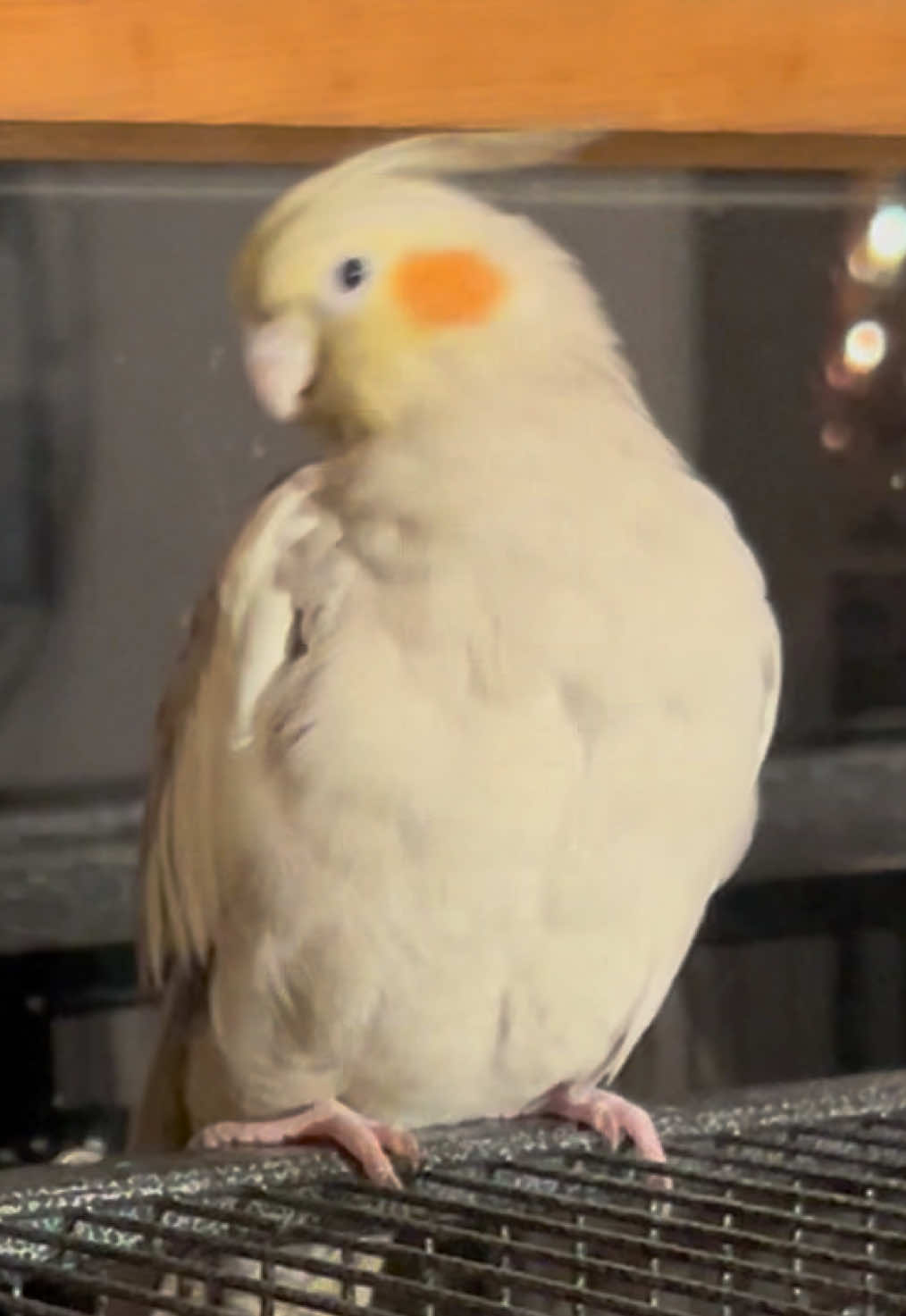 @Queso White Bird 🕊️