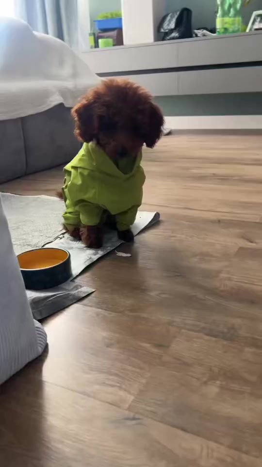 @Наталья Пудель 🐩