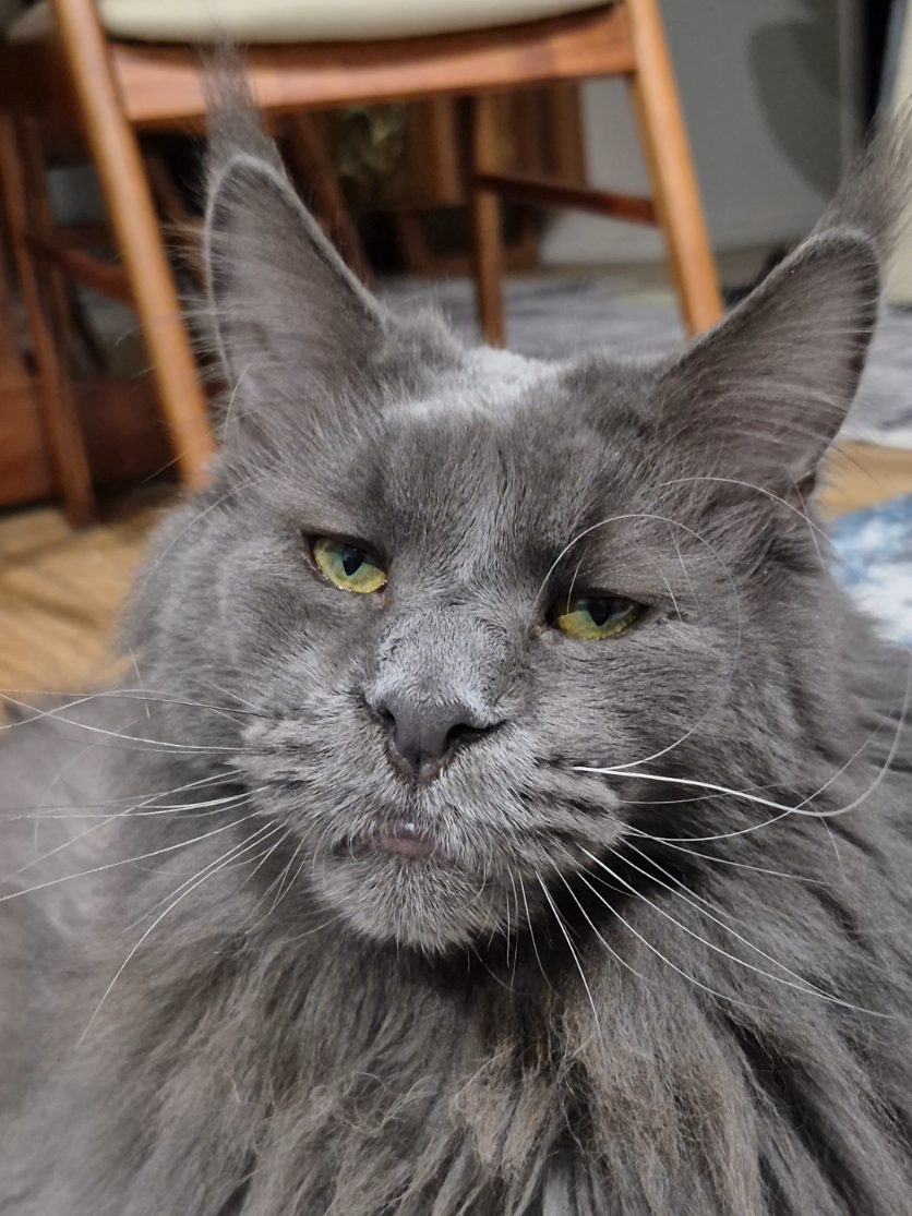 @Ragnar the Maine Coon 🐈