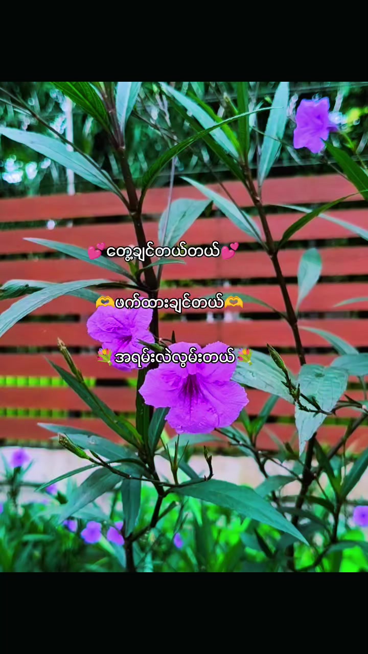 @๐ฅ๐ต๐๐๐ฆ๐ฅ๐ฟ๐๐ฆ๐ฅ(official)