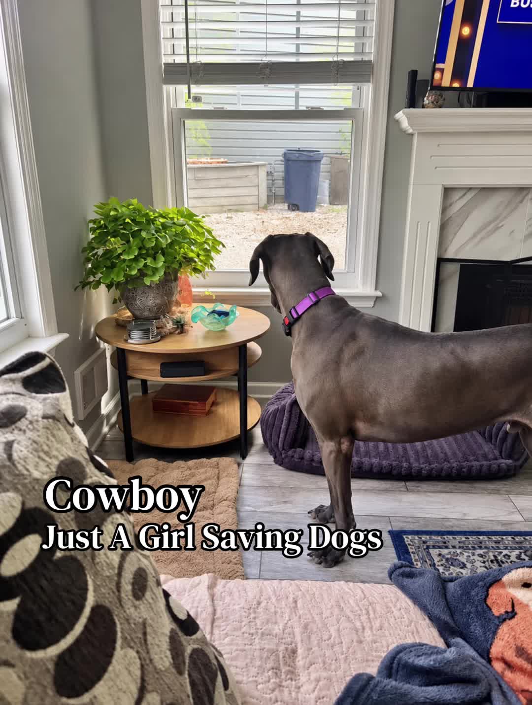 @Just A Girl Saving Dogs