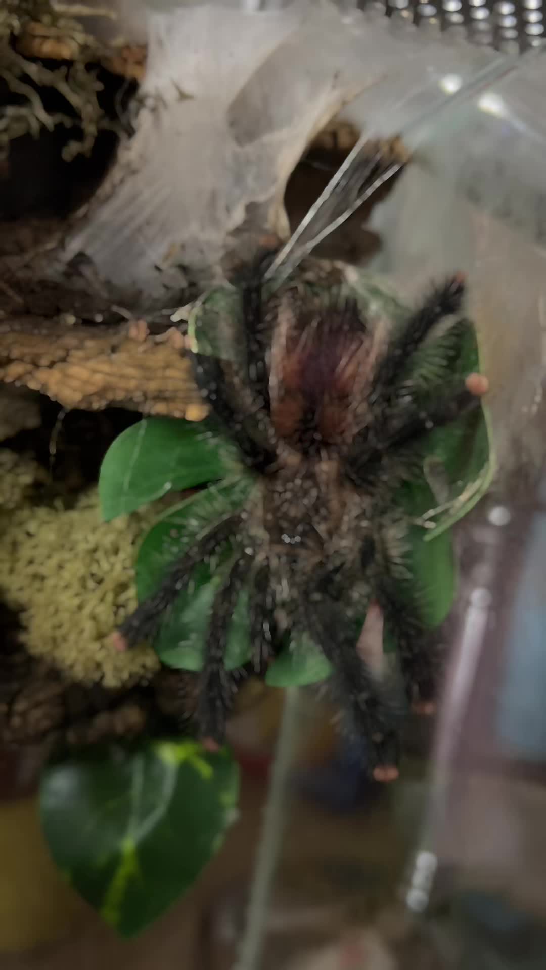 @Tori
