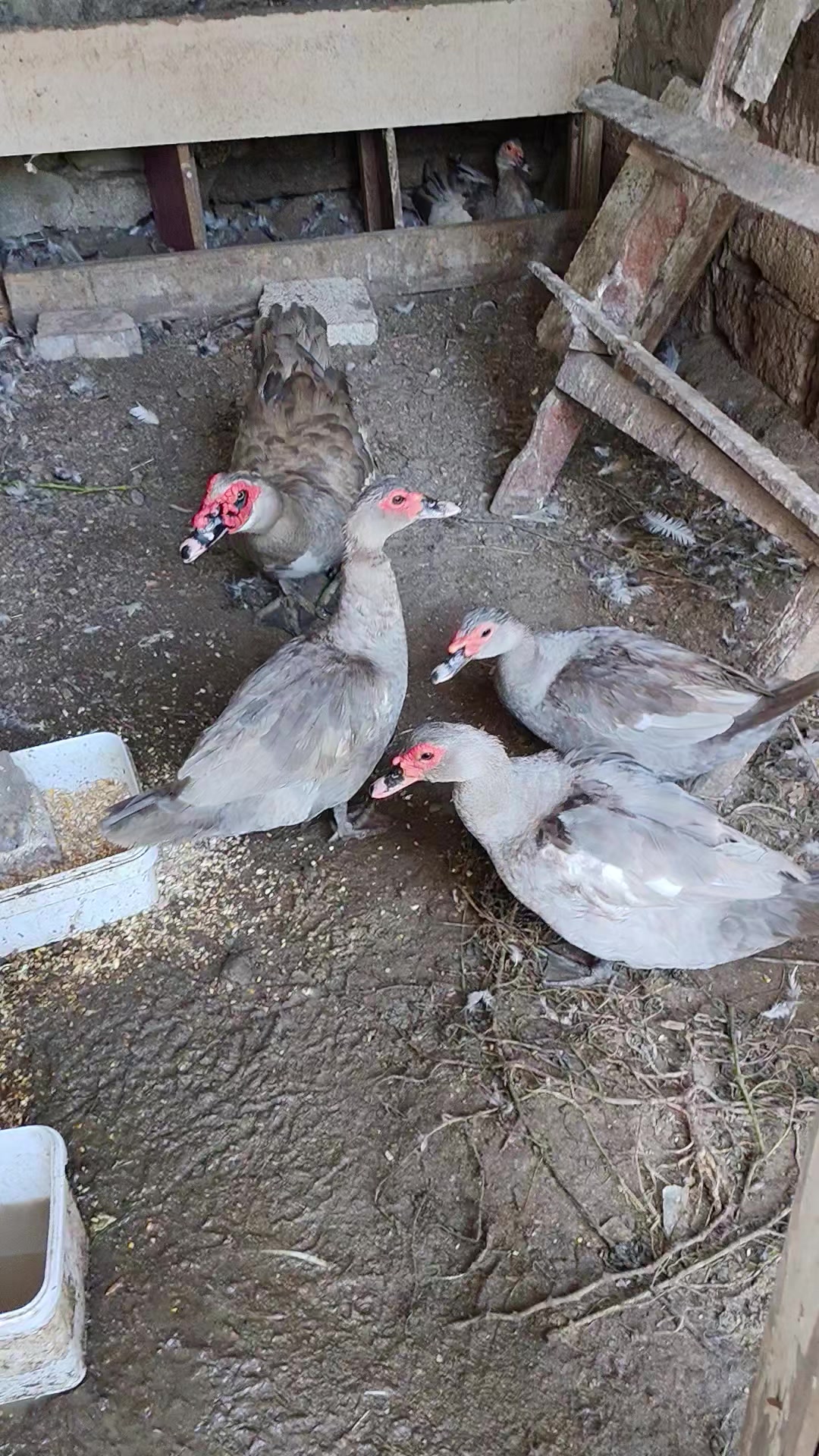 @MAŞTAĞA_QUŞCULUĞ