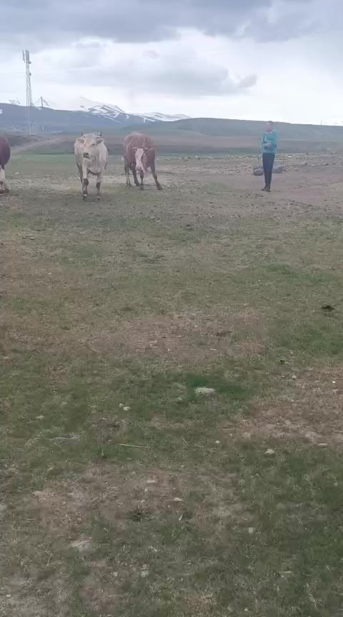 @Taşdemir besicilik