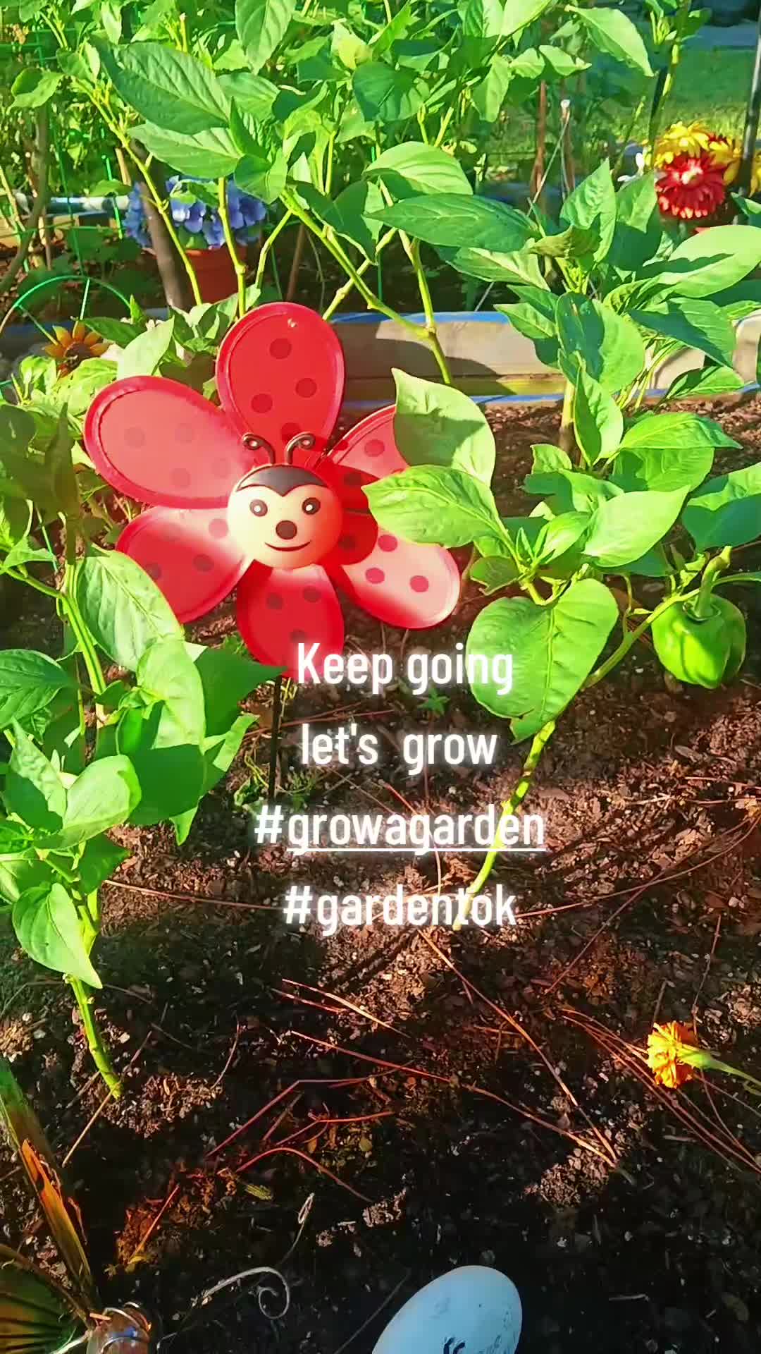@Ronnie's garden🍅🫑🥬🥒🌻🌺