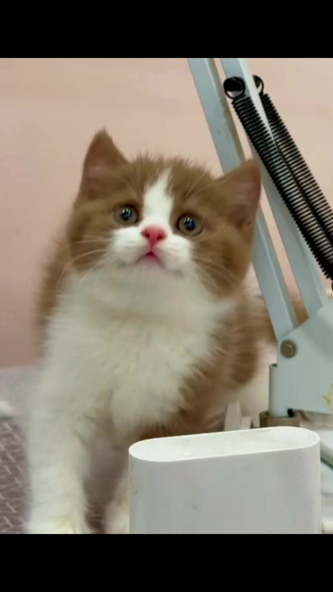 @fuyncats