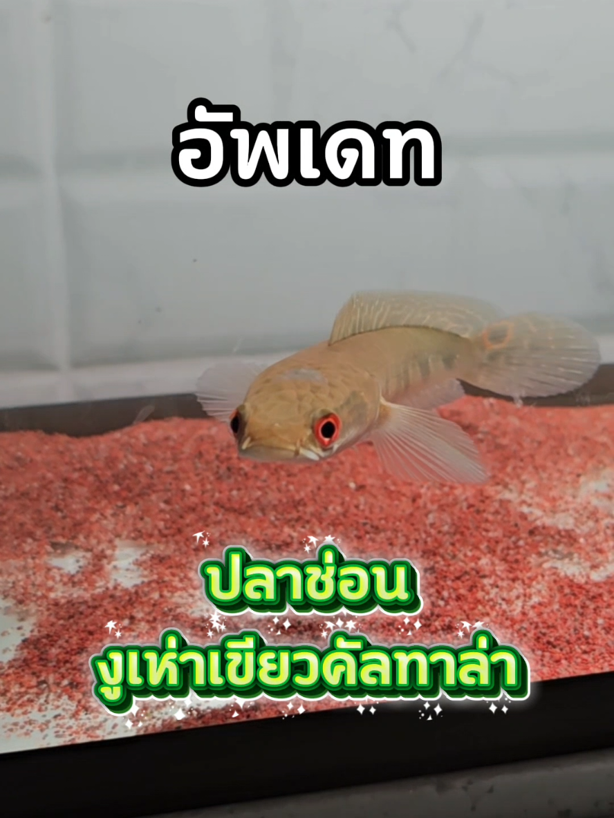 @NarondesU พ่องูคาราเมล