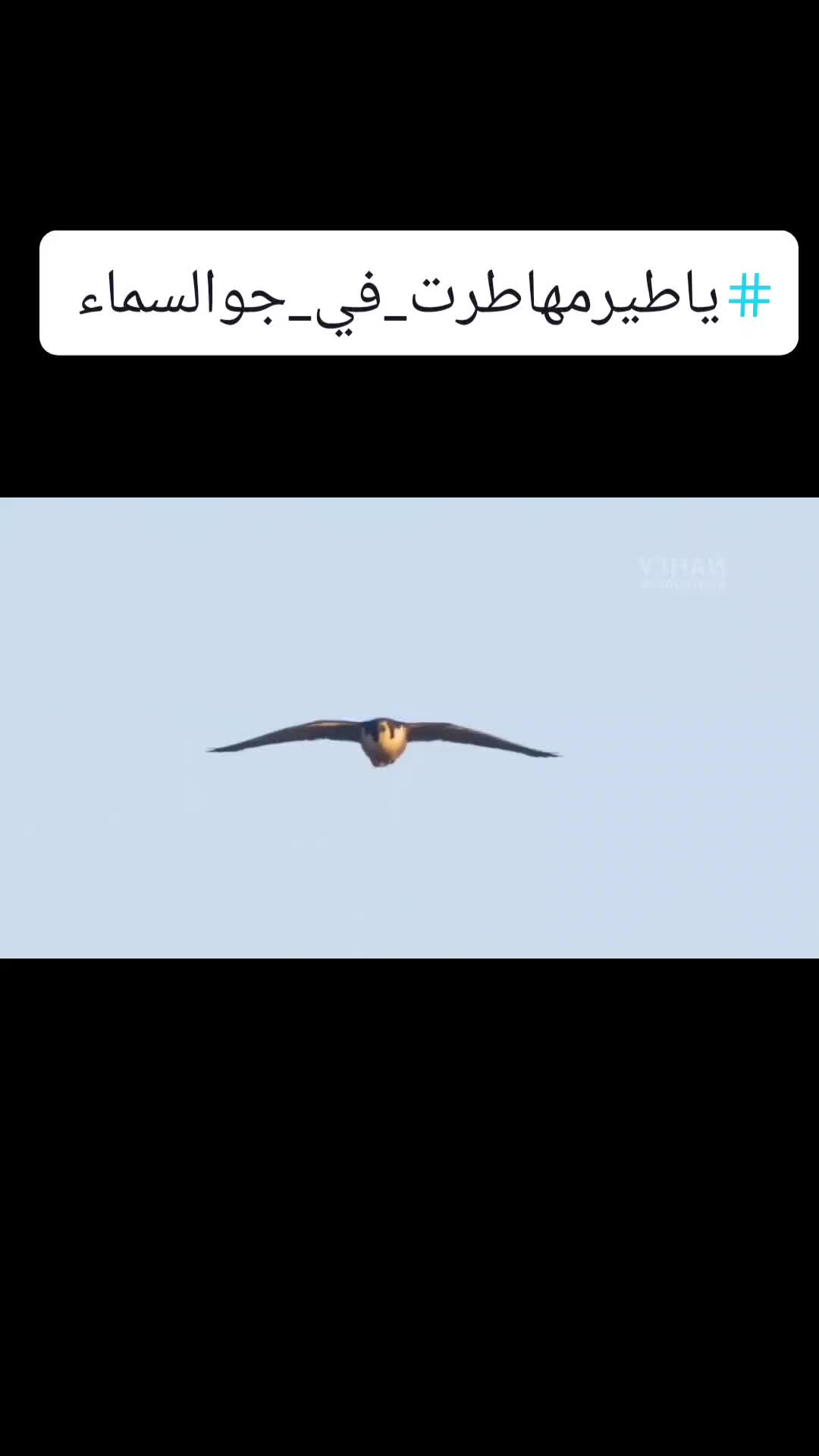 @عباس اليماني 🇾🇪🤍 🇸🇦