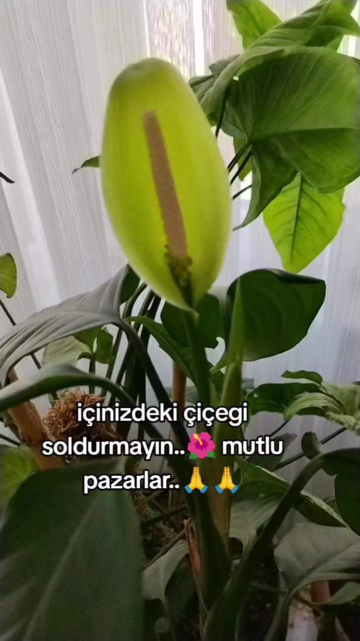@🇹🇷͜͜͡͡✯YüReĞi GüZeL🇹🇷͜͜͡͡✯