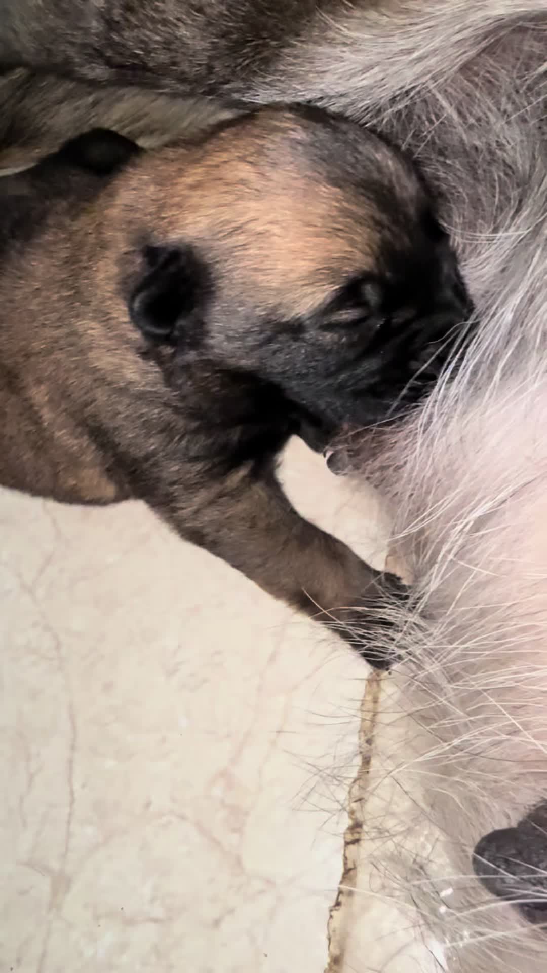 @Aldo🦍&pawla🦮