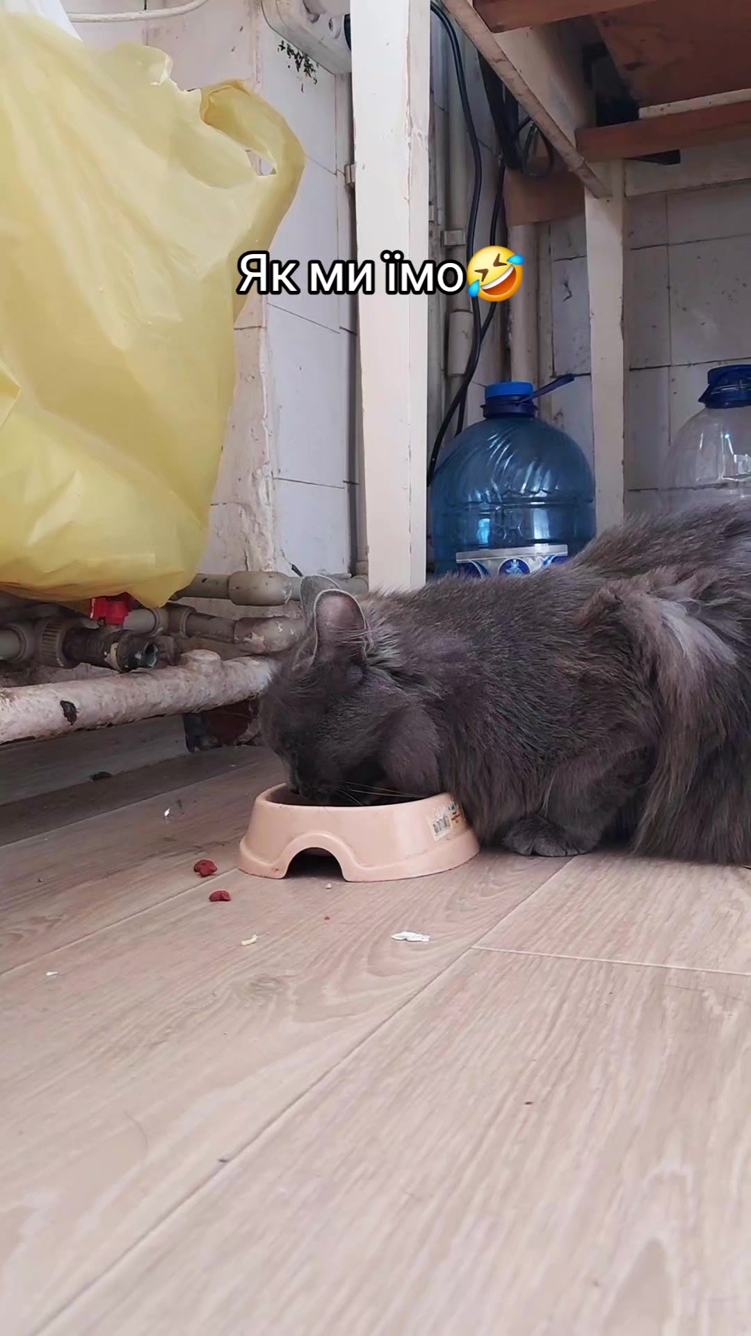 @Коти з Харківщини