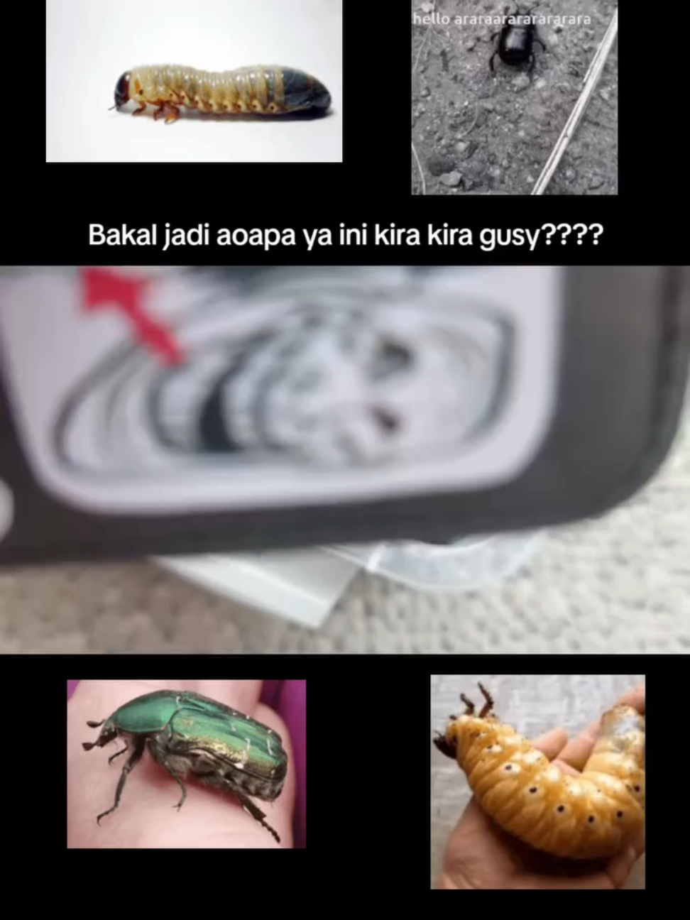 @suruii