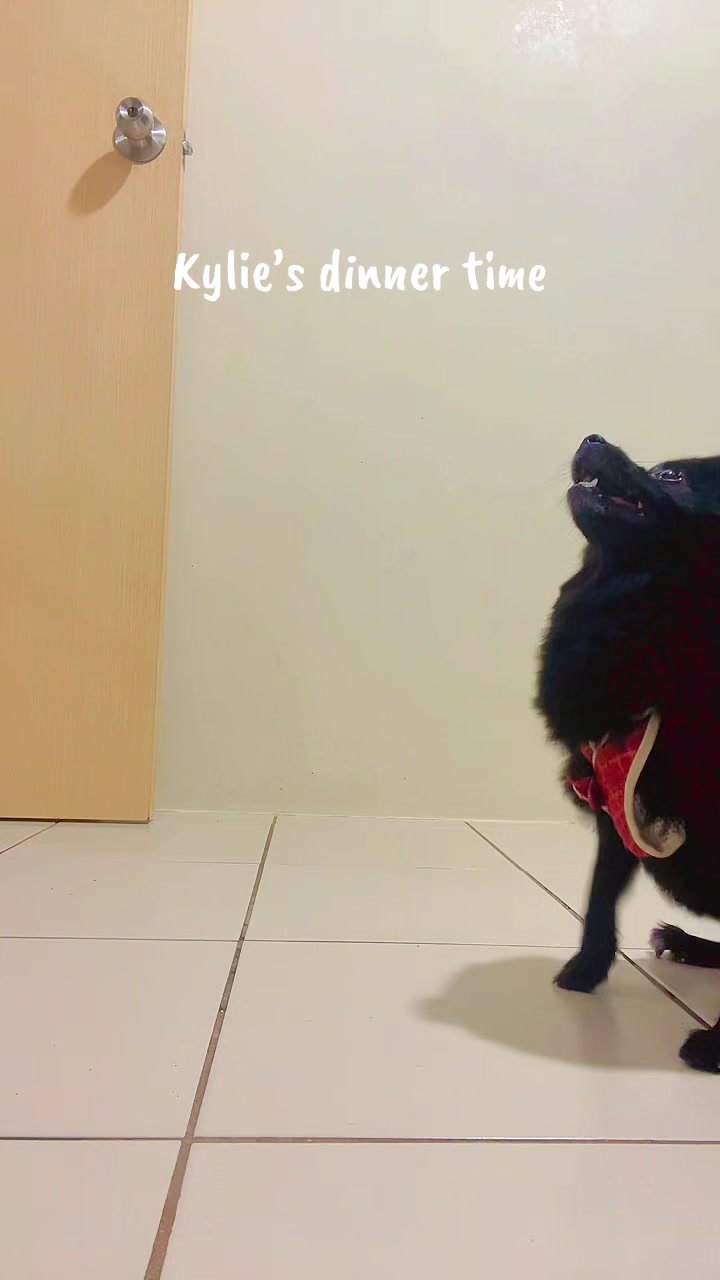 @The Fibibi Paws- Pet Sitting