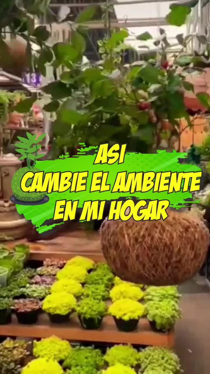 @Escuela de Kokedamas✅