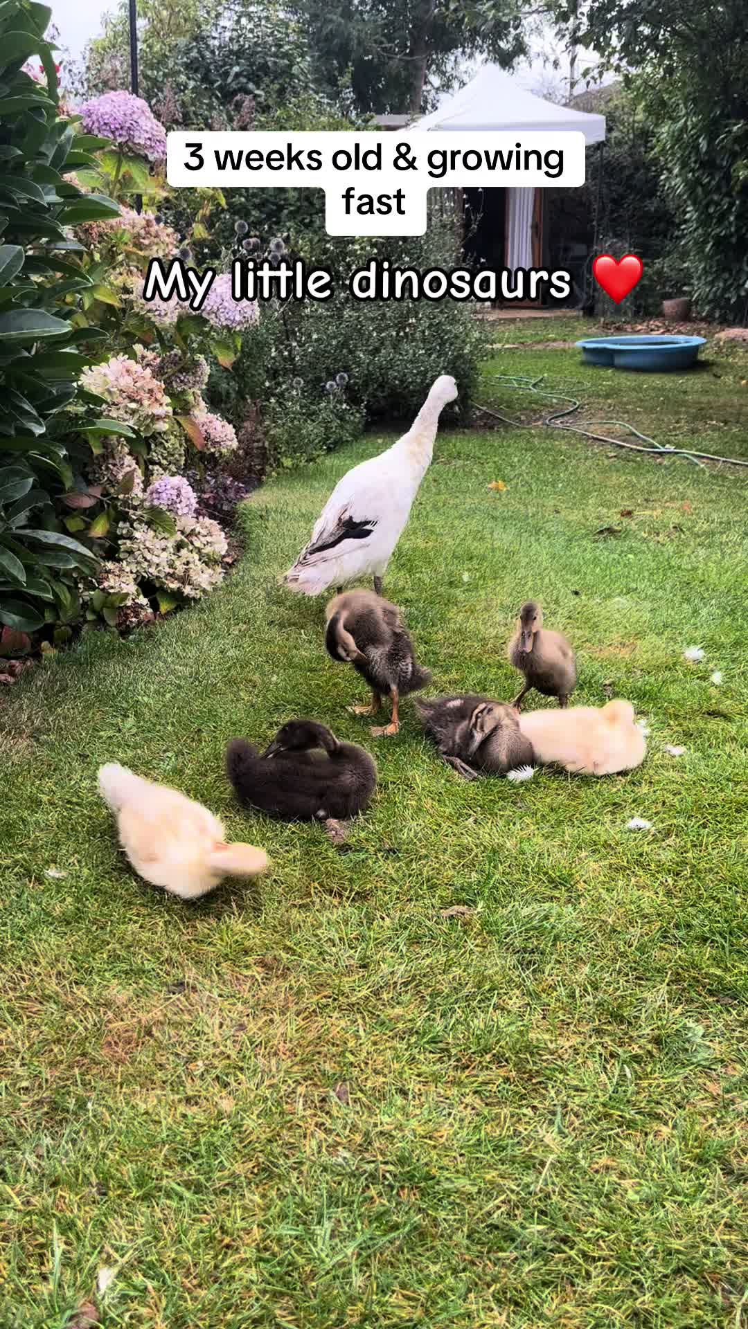 @Crazy Duck UK