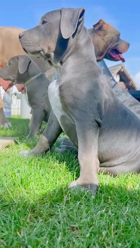 @ShadowBullyXXL