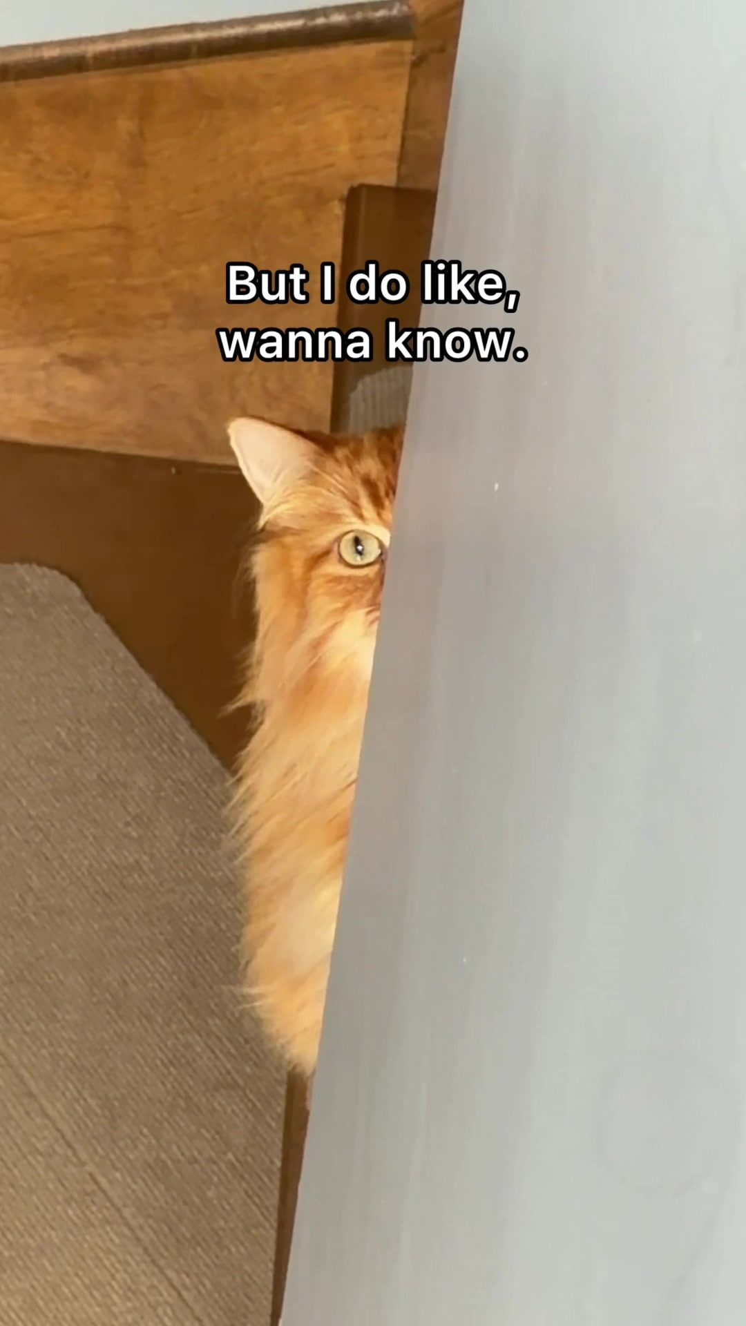 @The Oreo Cat