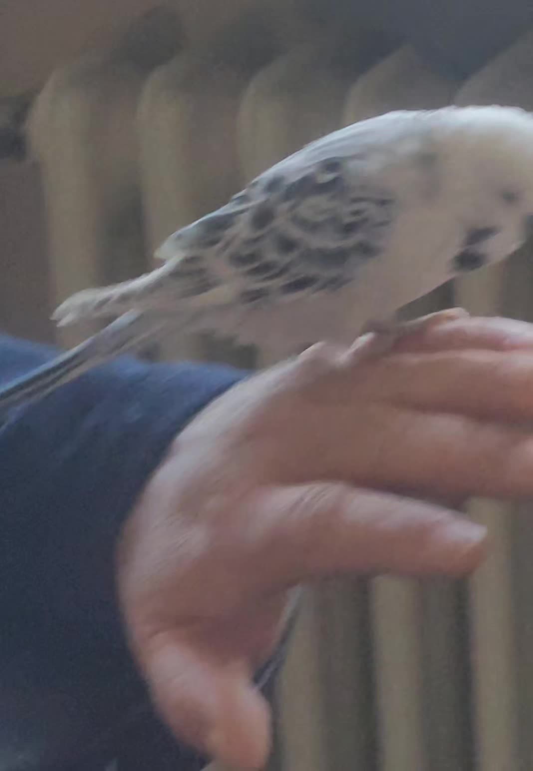 @Taha the Budgie
