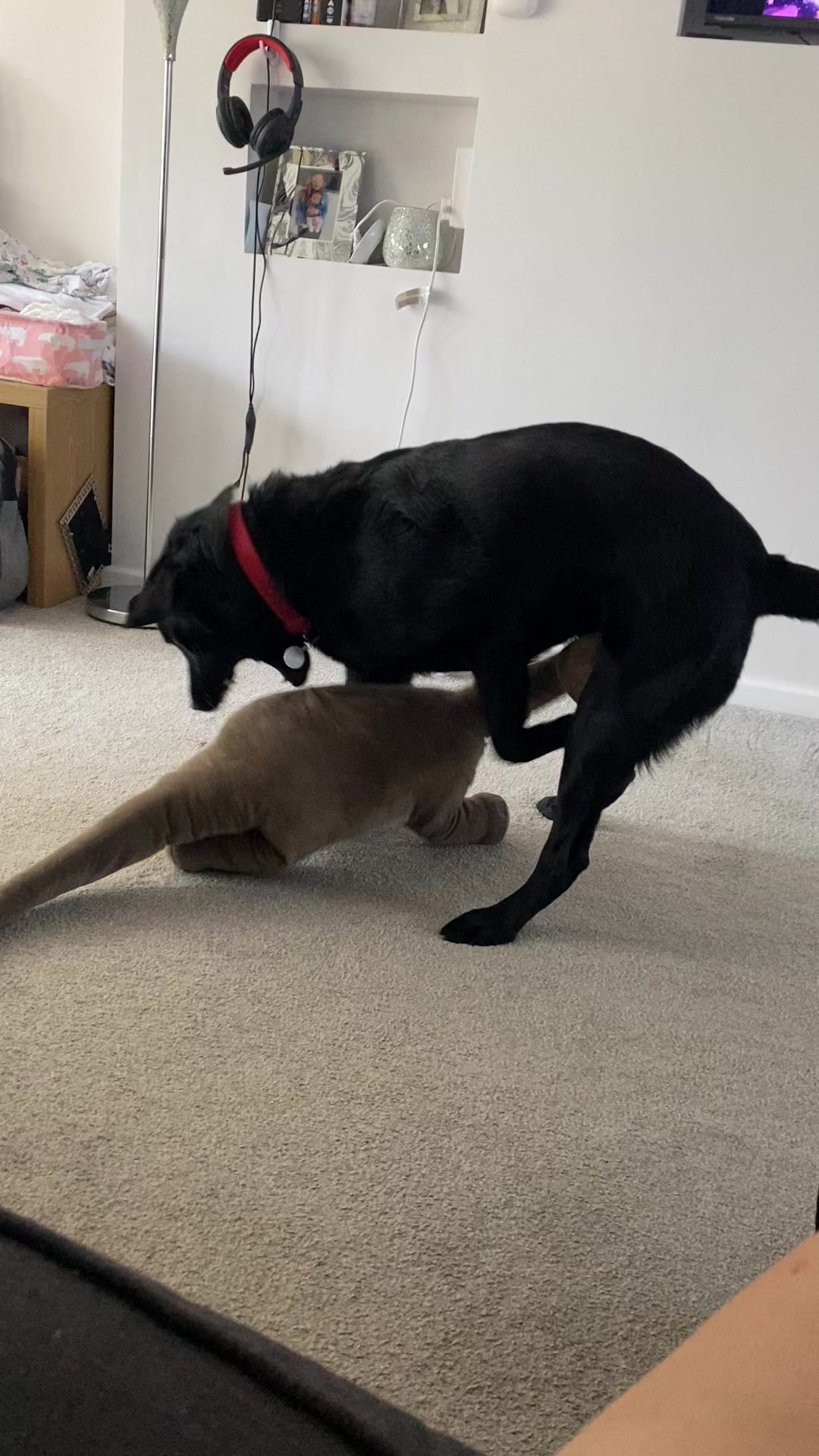 @Ruperttheblacklab