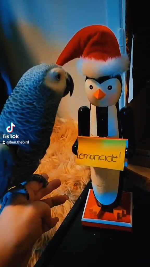 @Ben the bird