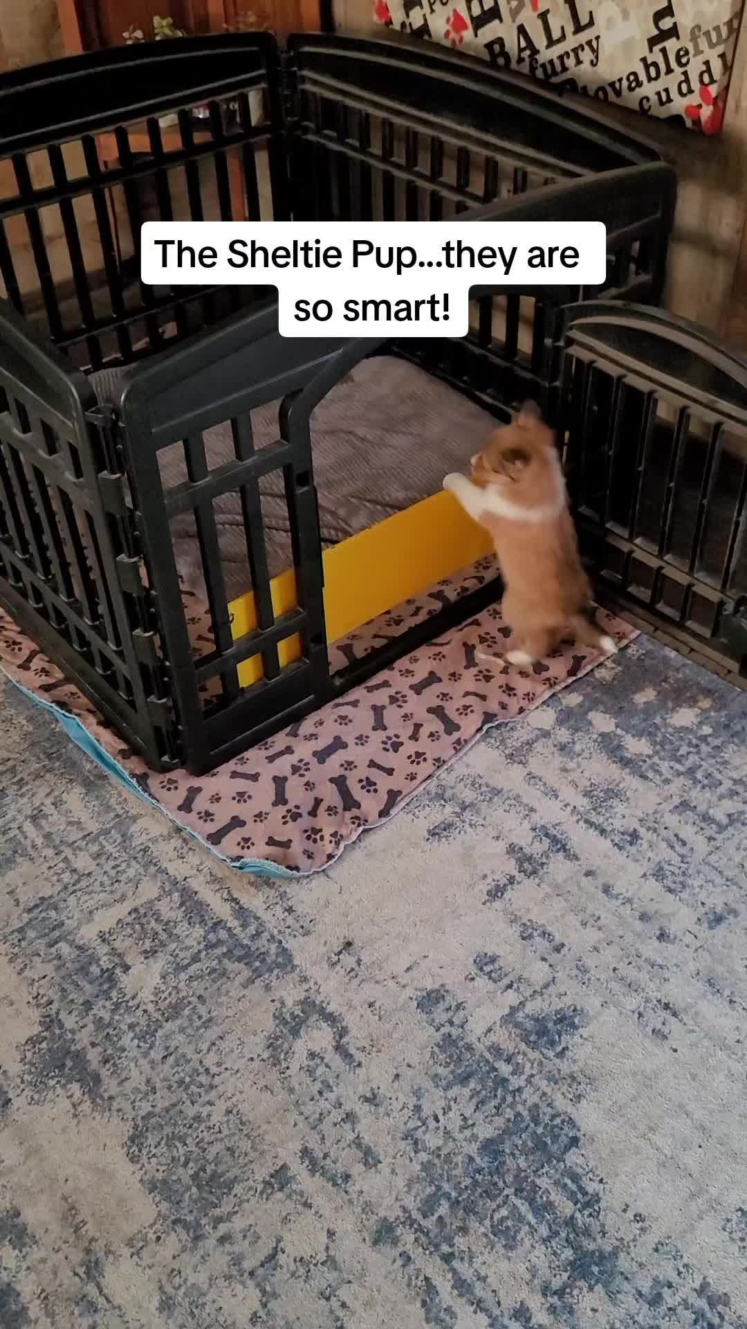 @Shellys-Loveable-Mi-Shelties