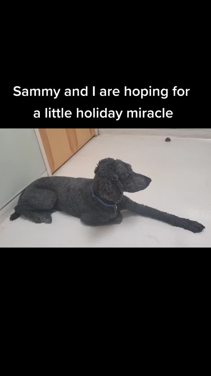 @SammyDoodle🙂