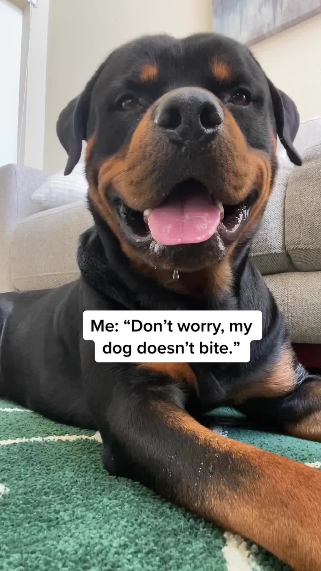 @Pluto the Rottie