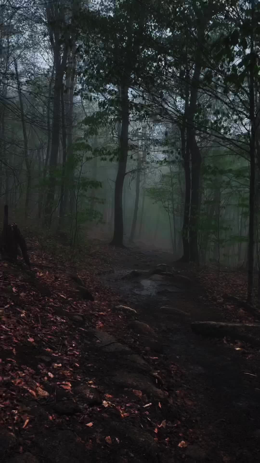 @The Spirit Forest