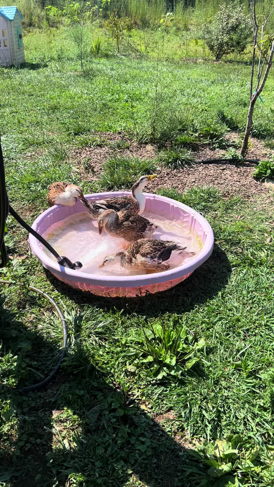 @TheDaydreamHomestead