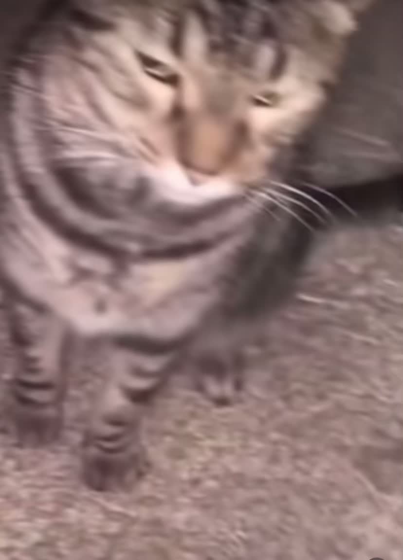 @V2Memes