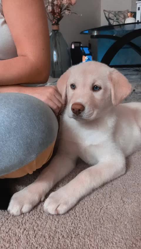 @Simba 🐾💙